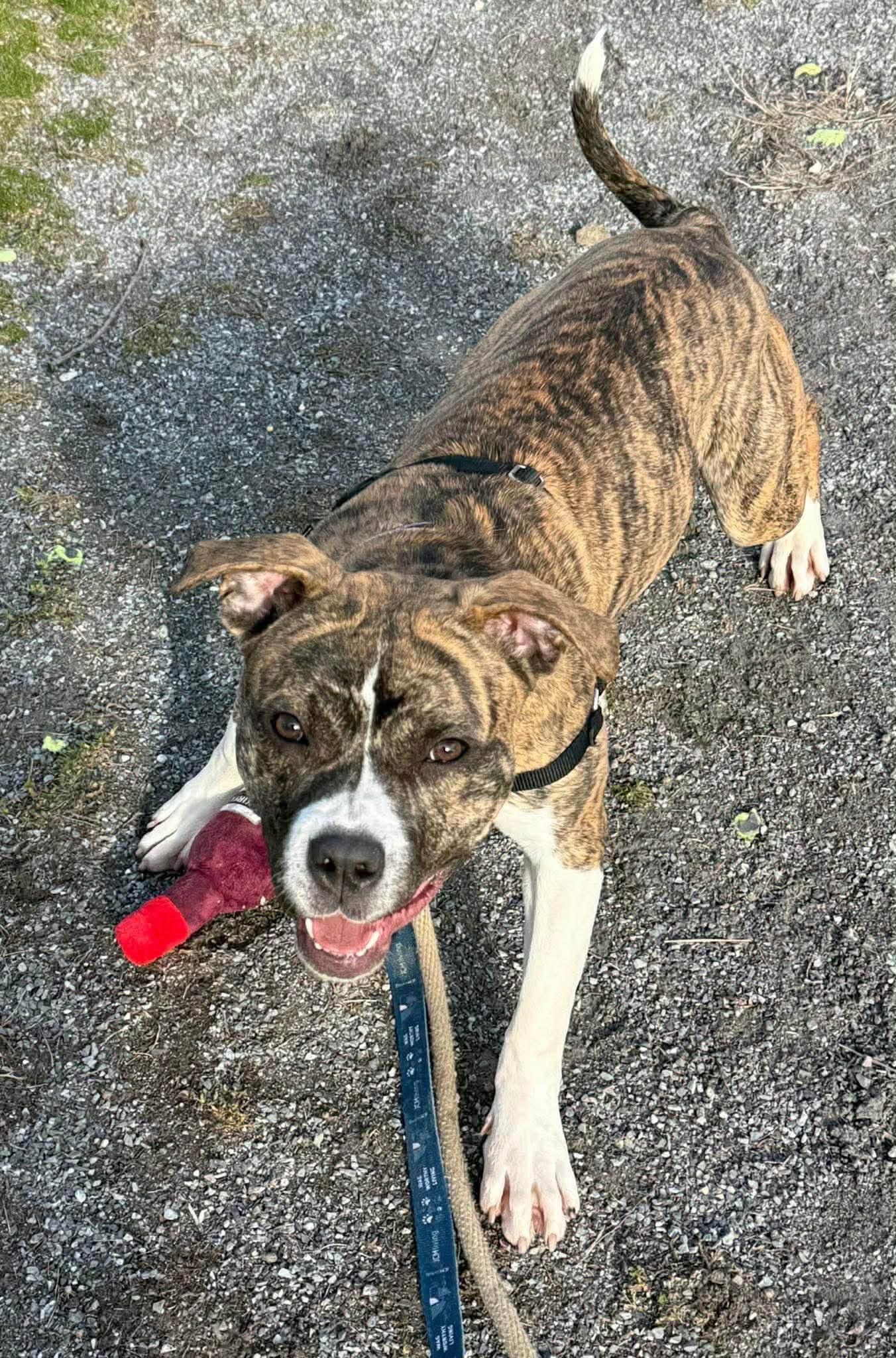 Betty, a ADOPTABLE mixed breed in Jackson , NJ image 5/5