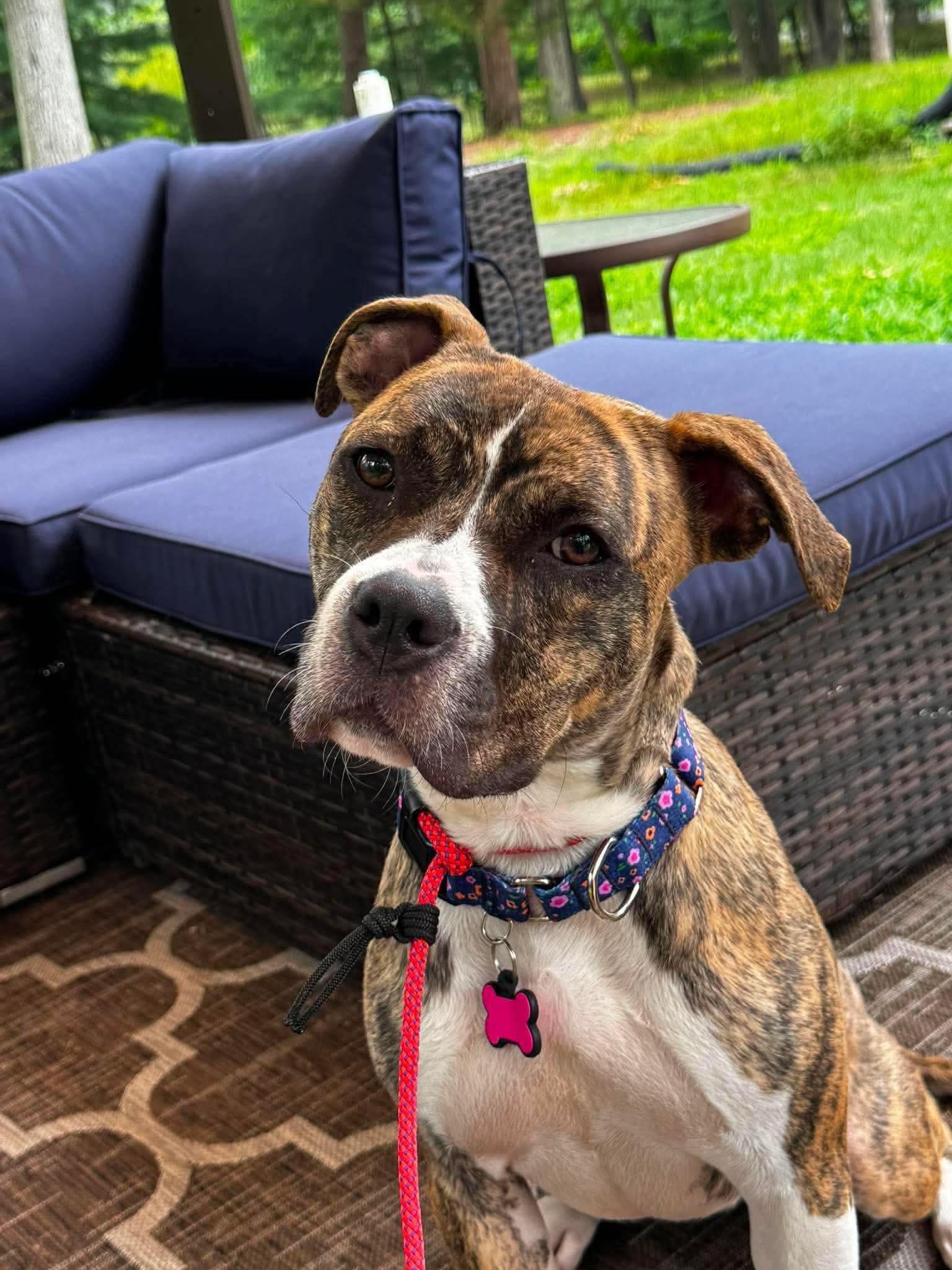 Betty, ADOPTABLE, Young Female Pit Bull Terrier.