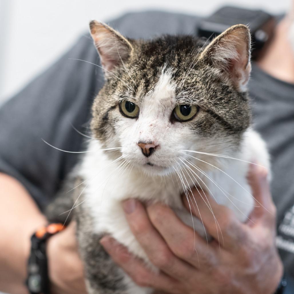 Enlarge FLYNN-30550, a Adoptable Domestic Short Hair in Bartlett, TN image 1/1