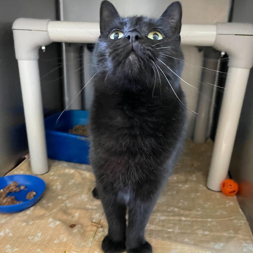 Enlarge Roxy, a Adoptable Domestic Short Hair in Carencro, LA image 1/5