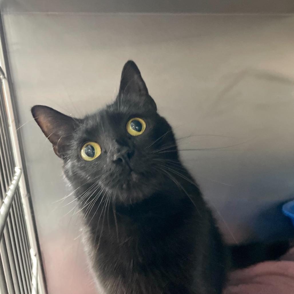 Enlarge Roxy, a Adoptable Domestic Short Hair in Carencro, LA image 2/5