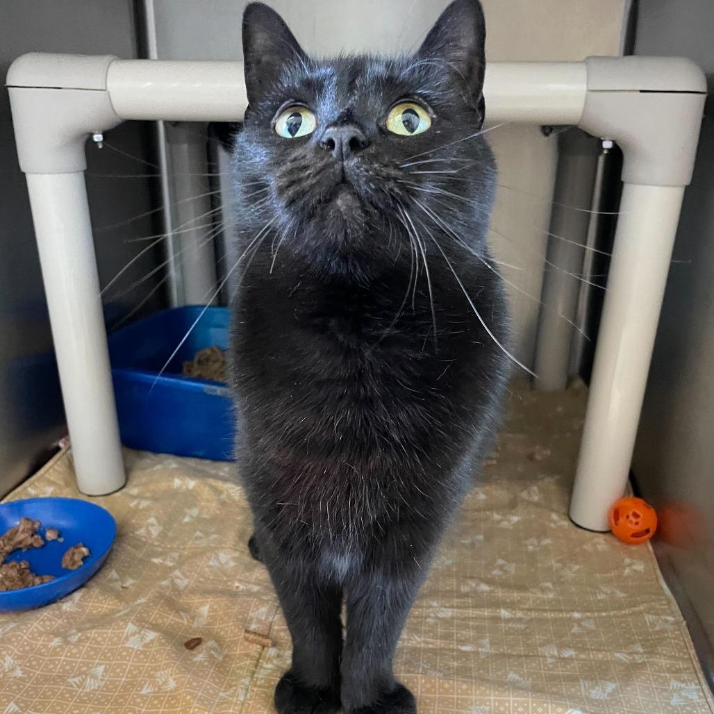 Enlarge Roxy, a Adoptable Domestic Short Hair in Carencro, LA image 3/5