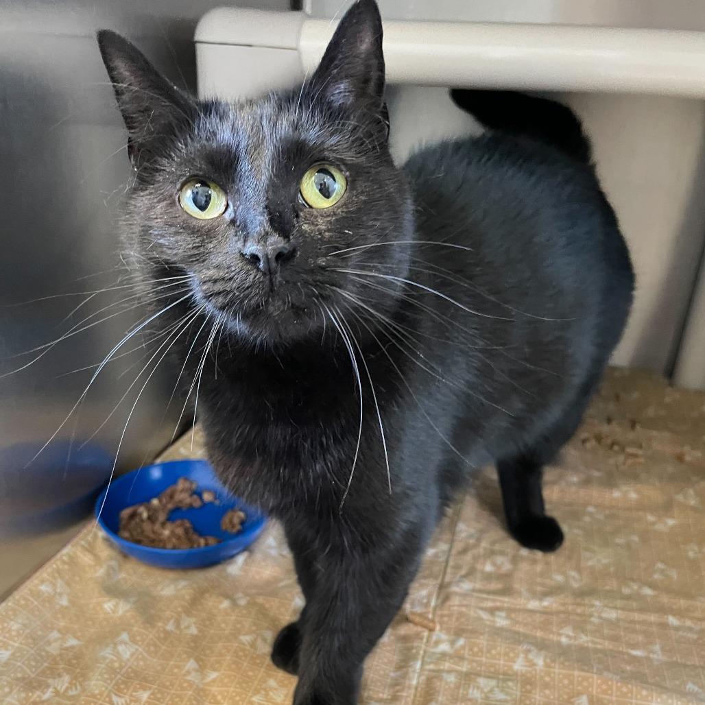 Enlarge Roxy, a Adoptable Domestic Short Hair in Carencro, LA image 4/5