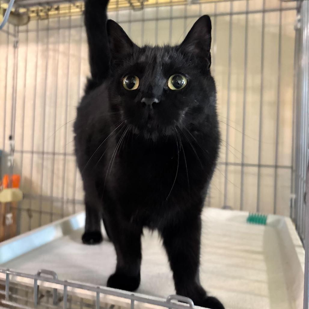 Enlarge Roxy, a Adoptable Domestic Short Hair in Carencro, LA image 5/5