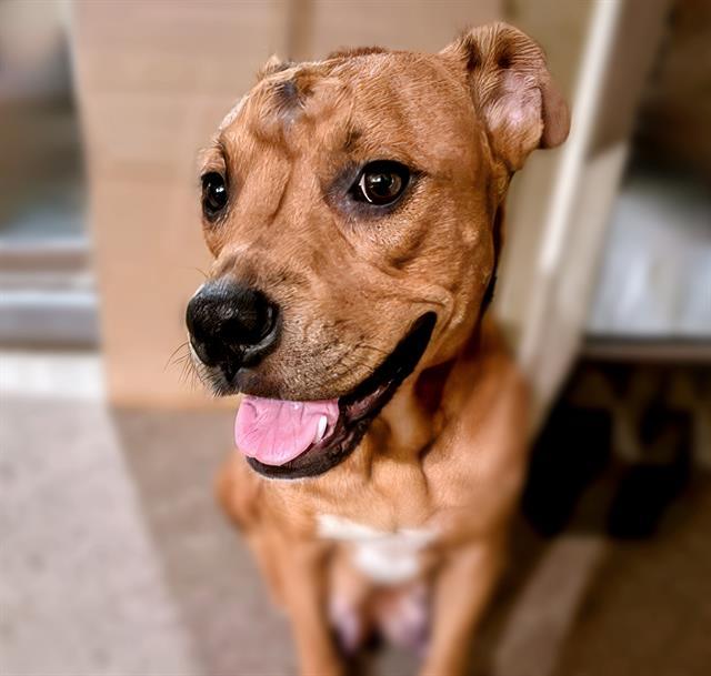 Enlarge NALA*, a Adoptable Boxer in Tucson, AZ image 1/1