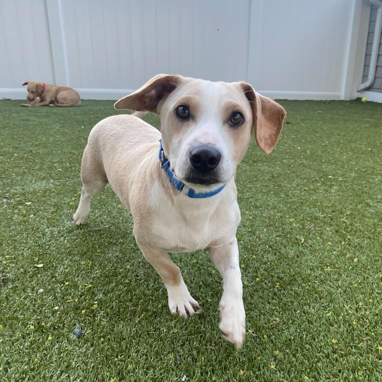Clem, adopted, Young Male Corgi.