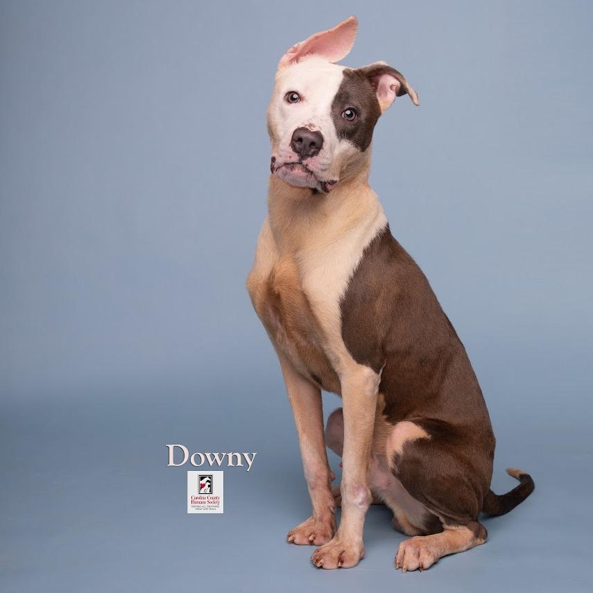 Downy, Adoptable, Adult Male Pit Bull Terrier & Mixed Breed.