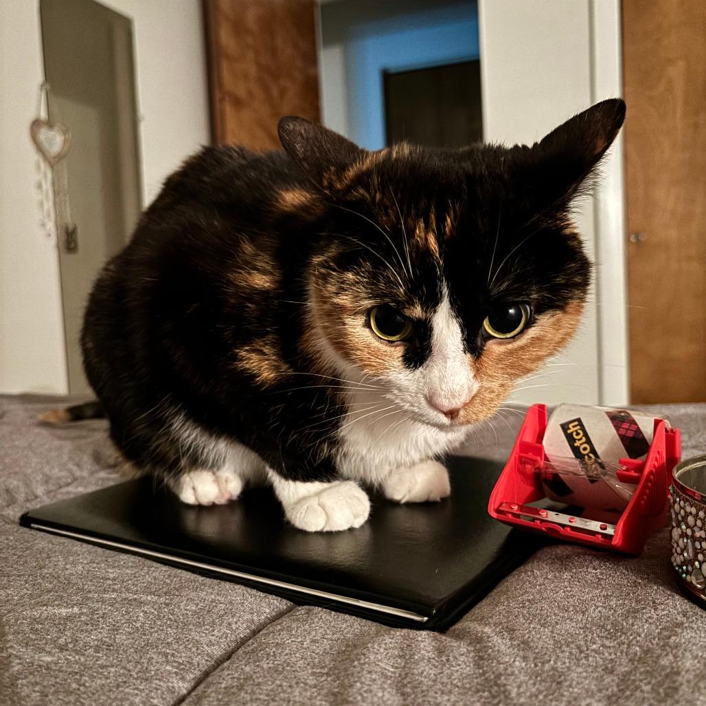 Brie, a Adoptable Domestic Short Hair in Harrisonburg, VA image 1/5