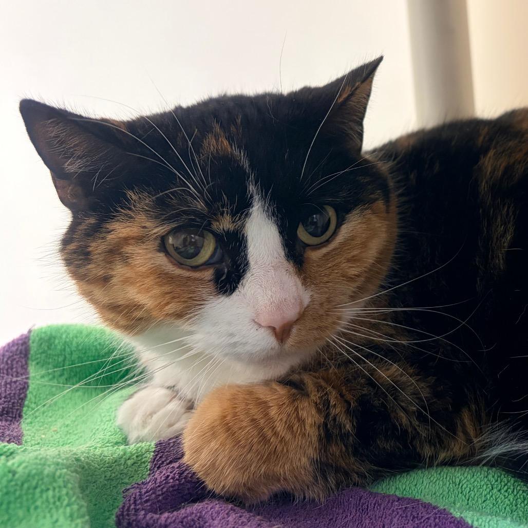 Brie, a Adoptable Domestic Short Hair in Harrisonburg, VA image 2/5