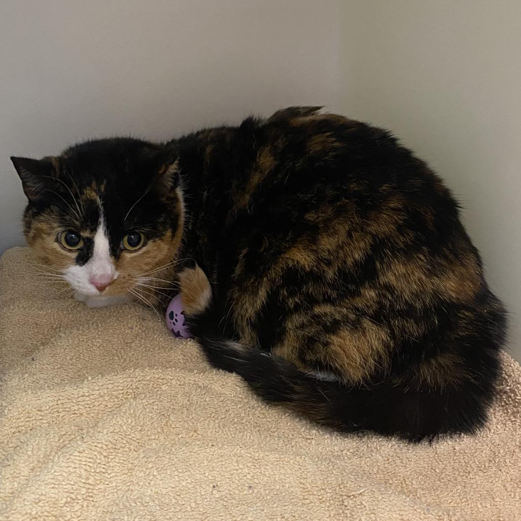 Brie, a Adoptable Domestic Short Hair in Harrisonburg, VA image 4/5