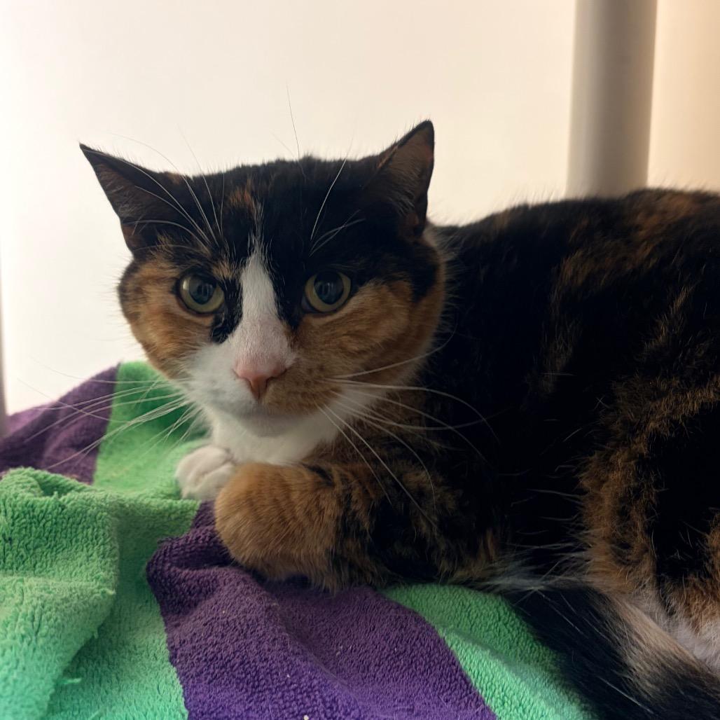 Brie, a Adoptable Domestic Short Hair in Harrisonburg, VA image 5/5