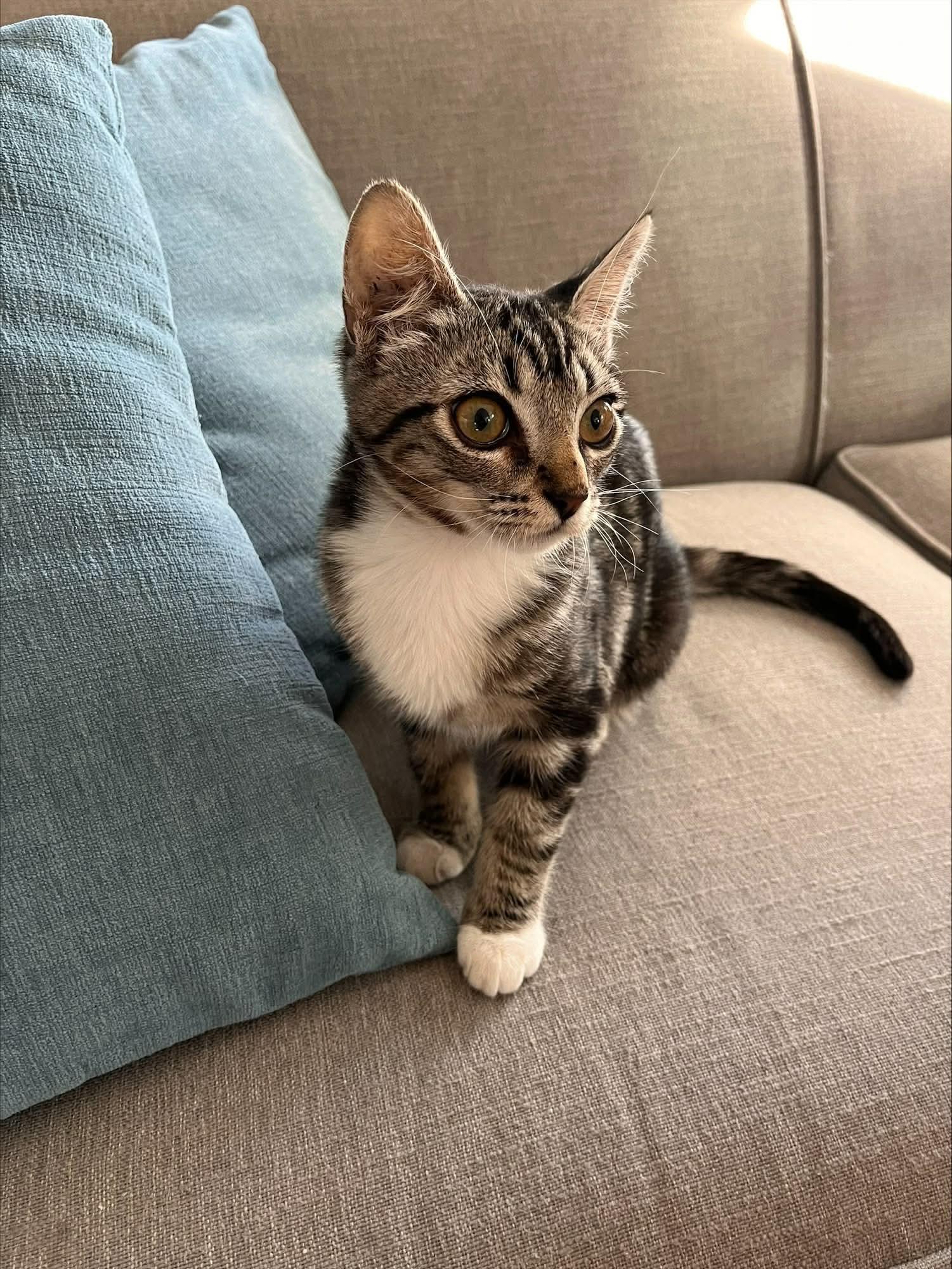 Peter Parker, adopted, Kitten Male Domestic Short Hair.