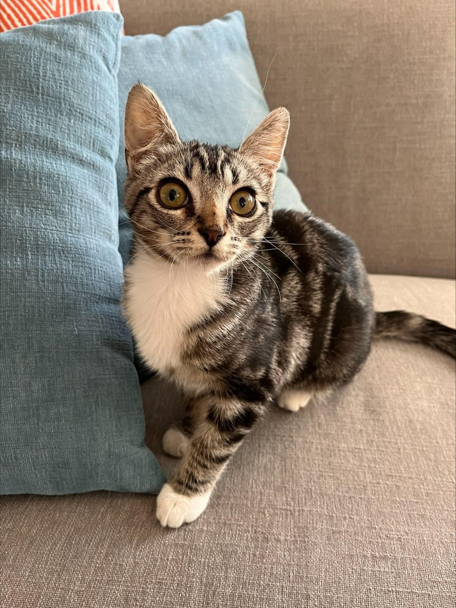 Peter Parker, an adopted Domestic Short Hair in Gladstone, OR image 2/4