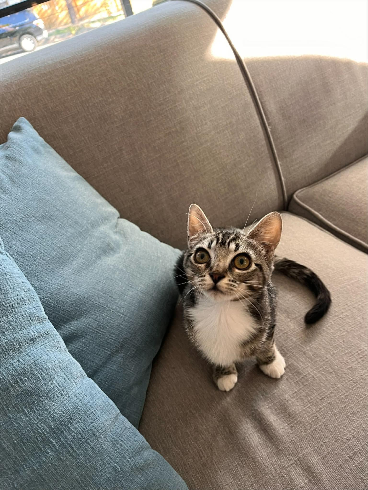 Peter Parker, an adopted Domestic Short Hair in Gladstone, OR image 4/4