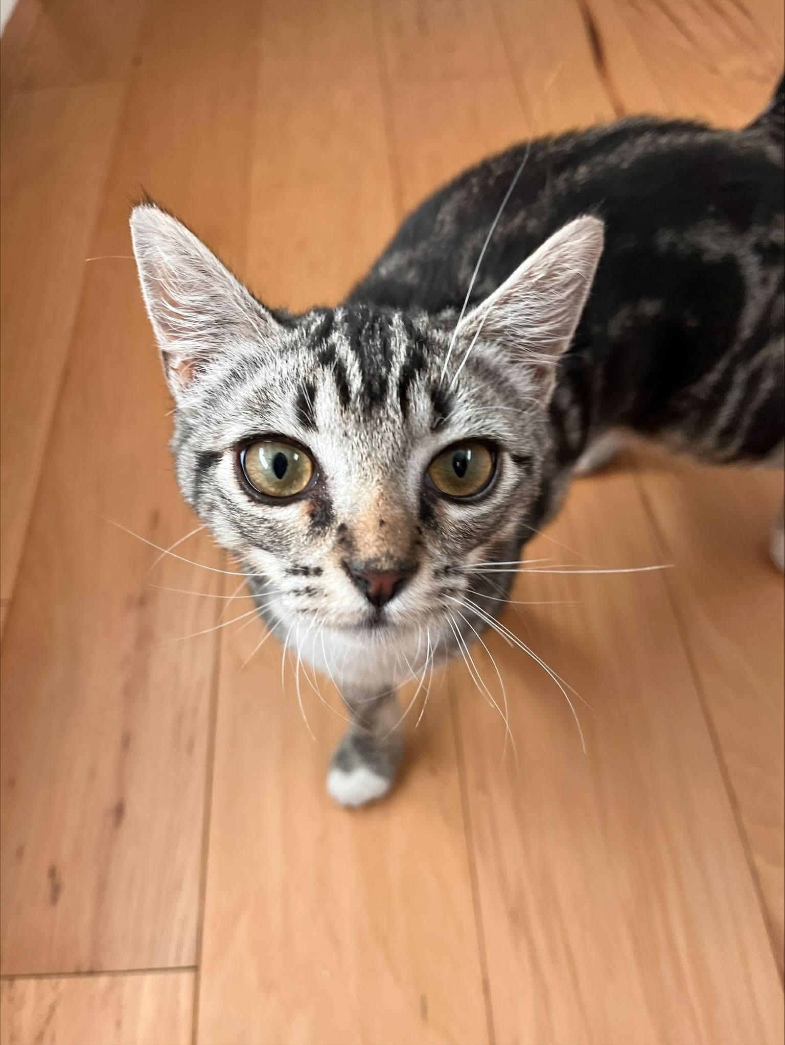 Peter Parker, an adopted Domestic Short Hair in Gladstone, OR image 3/4