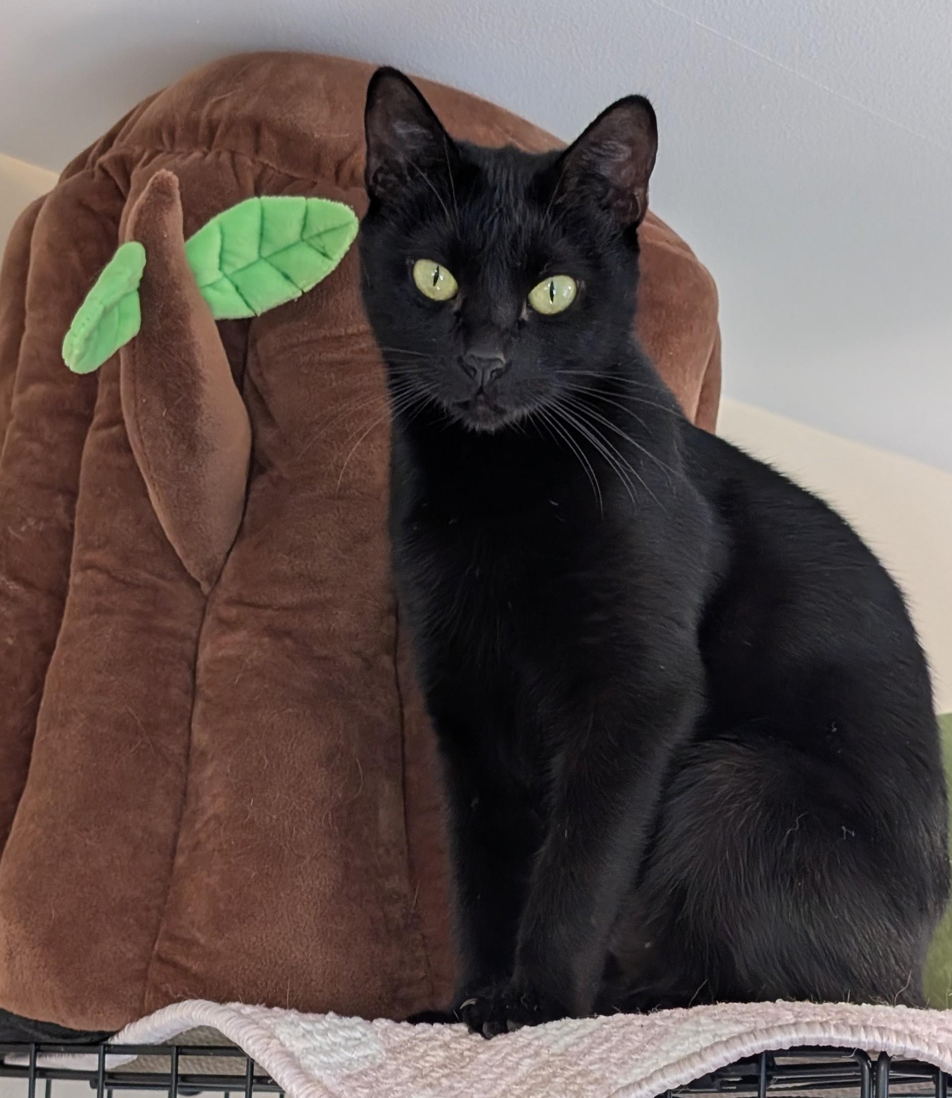 Onyx, a Adopted Domestic Short Hair in Burke, NY image 2/2