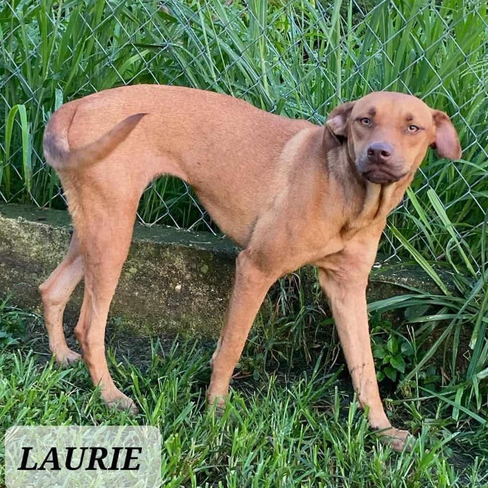 LAURIE, Adult Female Labrador Retriever