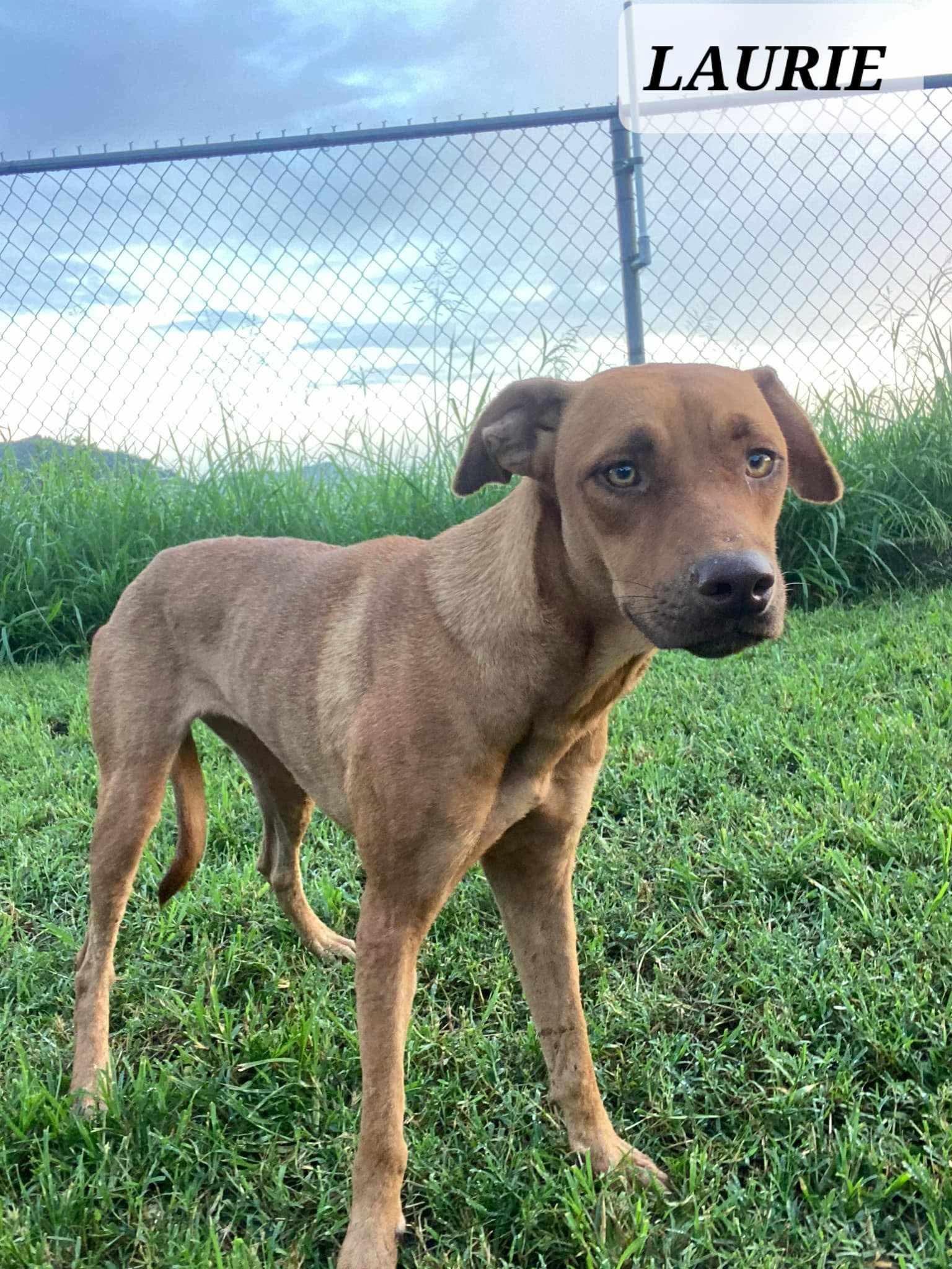 LAURIE, a Adoptable mixed breed in Villalba, PR image 1/4