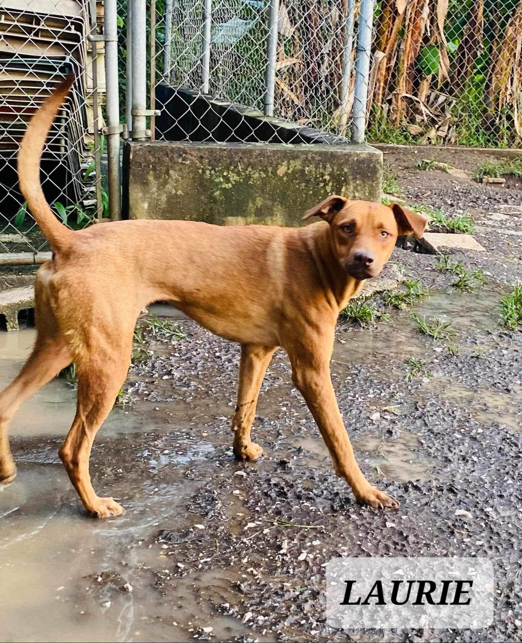 LAURIE, a Adoptable mixed breed in Villalba, PR image 3/4