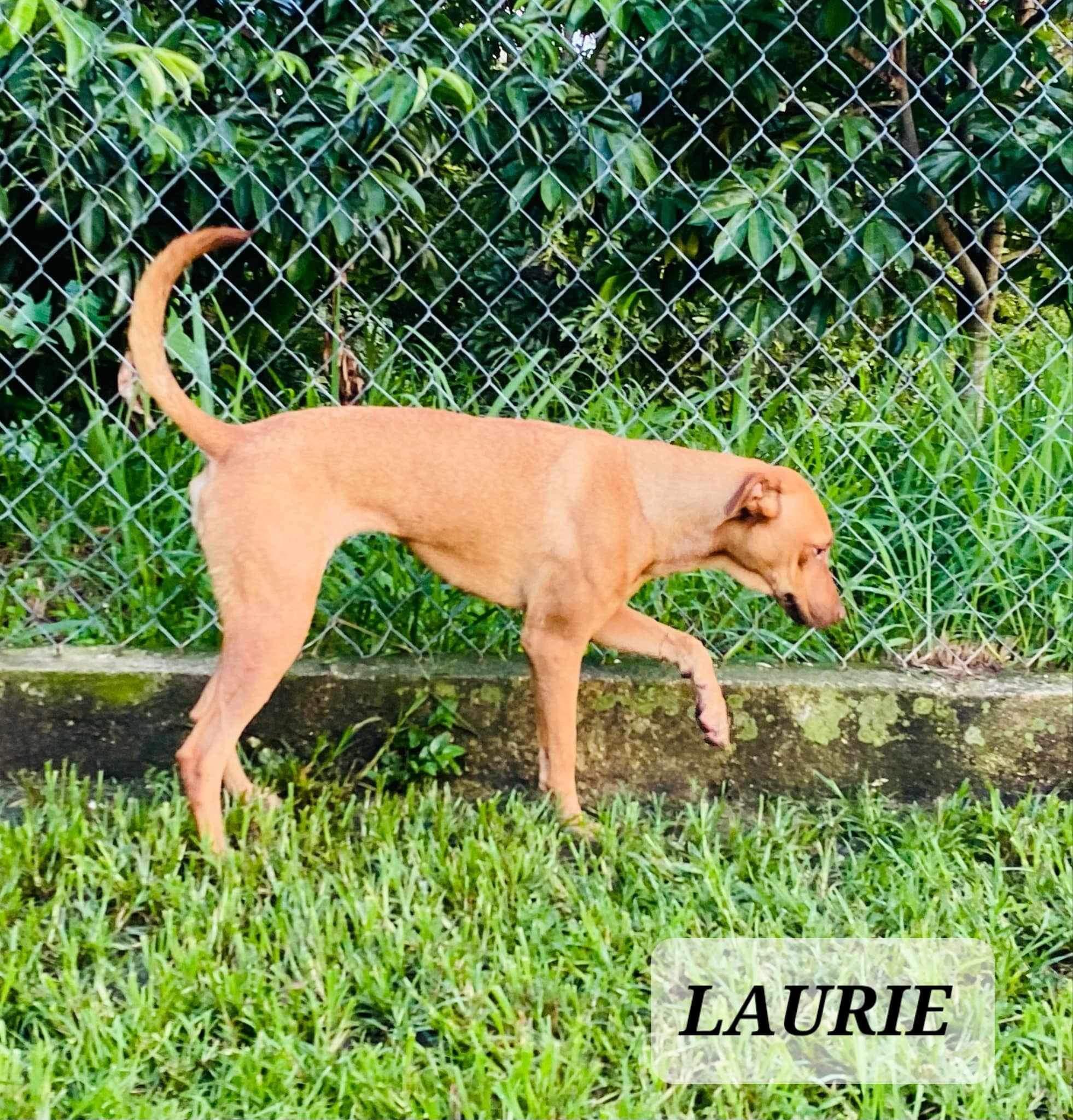 LAURIE, a Adoptable mixed breed in Villalba, PR image 4/4