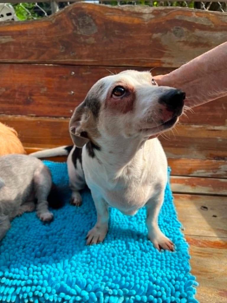 Panda - CT, Adoptable, Senior Female Dachshund & Basset Hound.