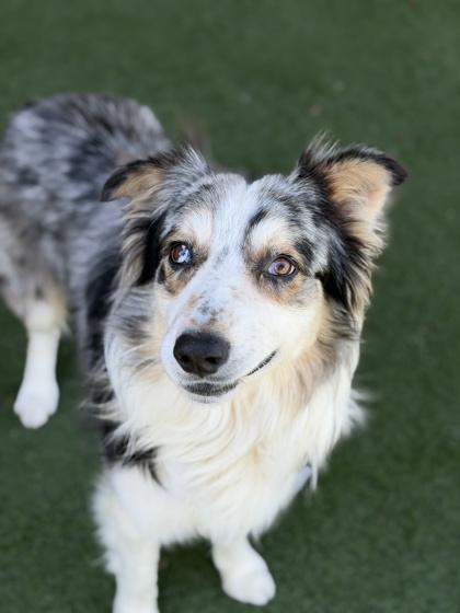 Lou, an adoptable mixed breed in Sacramento, CA image 2/3