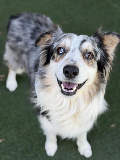 Lou, an adoptable mixed breed in Sacramento, CA image 3/3