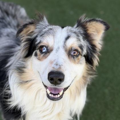 Lou, an adoptable mixed breed in Sacramento, CA image 1/3