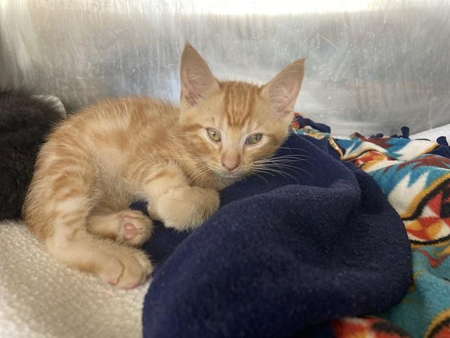 BLAZE, Adoptable, Kitten Male Domestic Medium Hair.