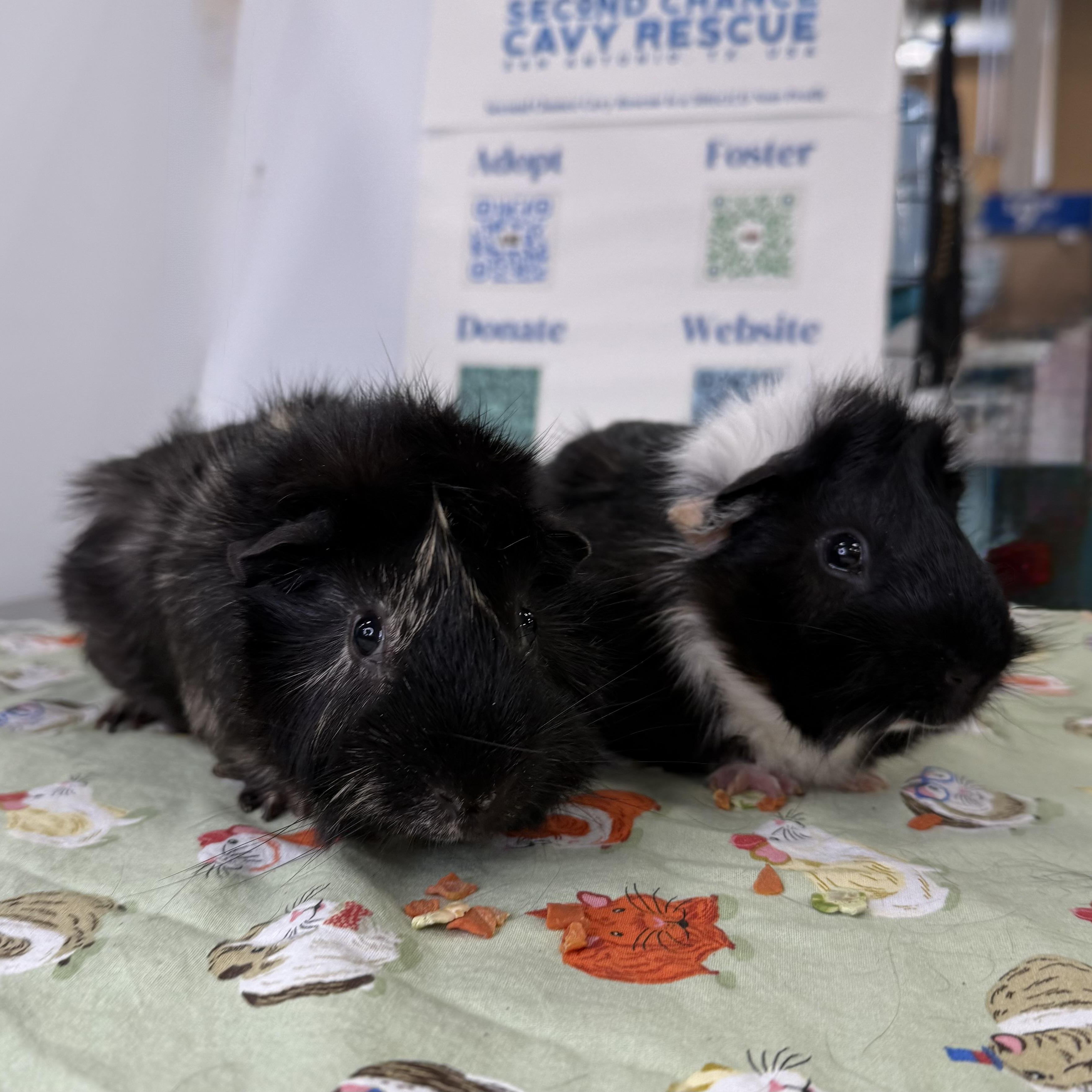 Beau & Bear, Young Male unknown