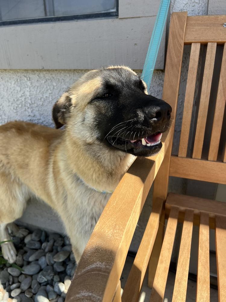 Annie Oakley, Adopted, Young Female Great Pyrenees.