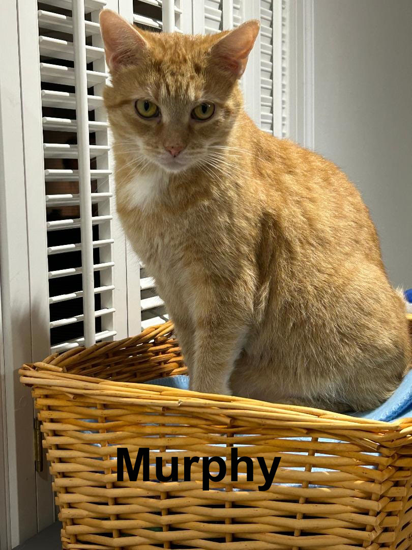 Enlarge Murphy Fuh.  (brave handsome boy getting used to life changes), a Adoptable mixed breed in Stowe, PA image 2/6