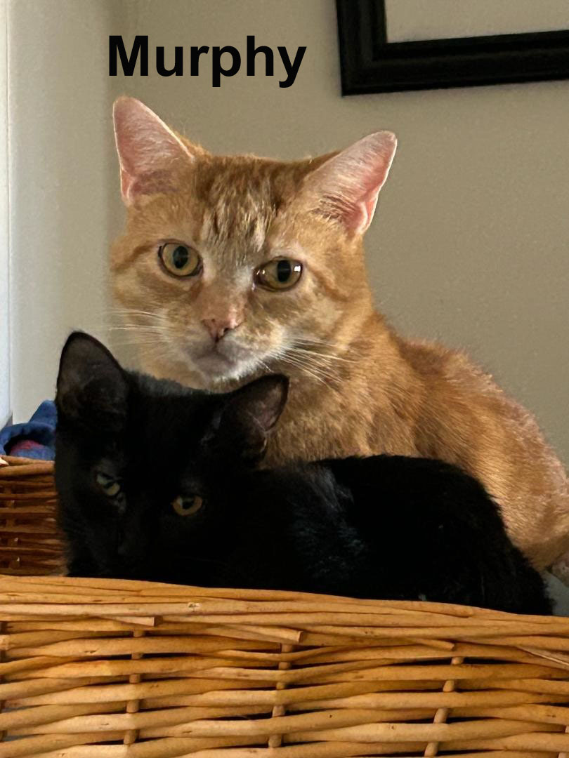 Enlarge Murphy Fuh.  (brave handsome boy getting used to life changes), a Adoptable mixed breed in Stowe, PA image 4/6