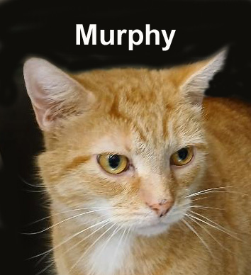 Murphy Fuh.  (brave handsome boy getting used to life changes), Adoptable, Adult Male Domestic Short Hair & Tabby.