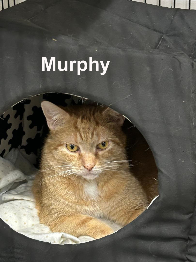 Enlarge Murphy Fuh.  (brave handsome boy getting used to life changes), a Adoptable mixed breed in Stowe, PA image 5/6