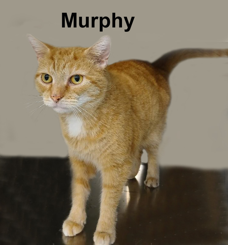 Enlarge Murphy Fuh.  (brave handsome boy getting used to life changes), a Adoptable mixed breed in Stowe, PA image 3/6