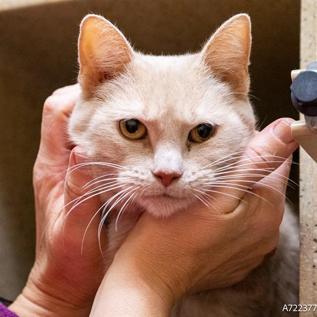 BLONDIE, Adoptable, Adult Female Domestic Short Hair.