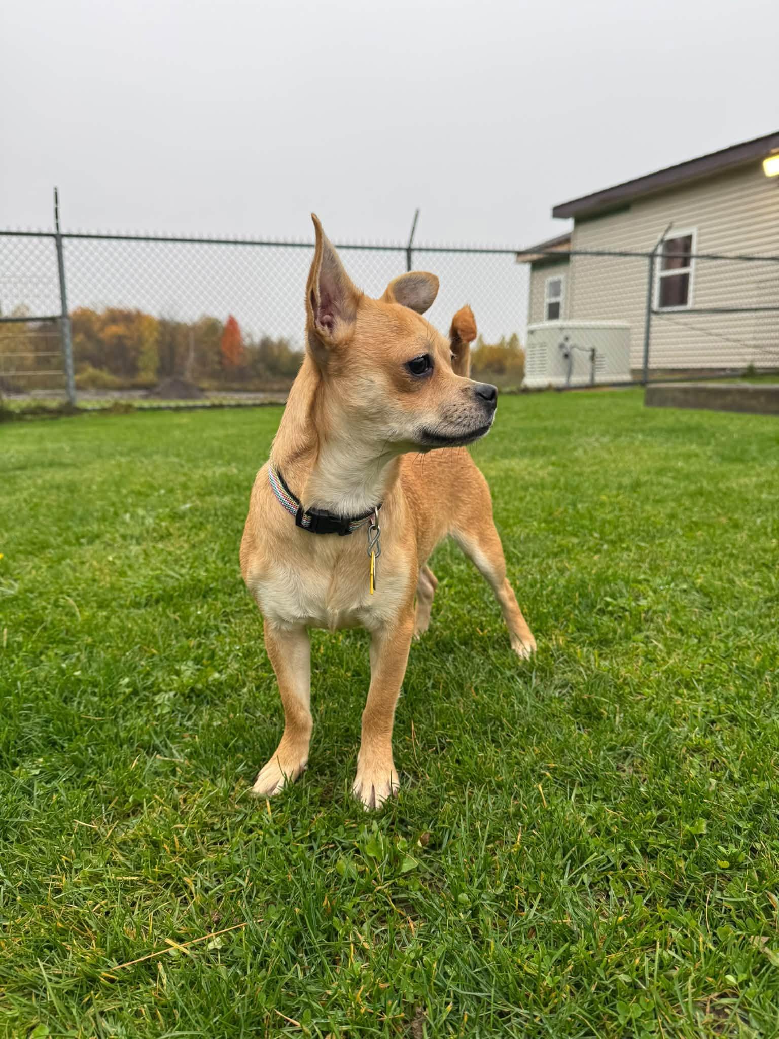 Dana, Adoptable, Young Female Pomeranian & Chihuahua.
