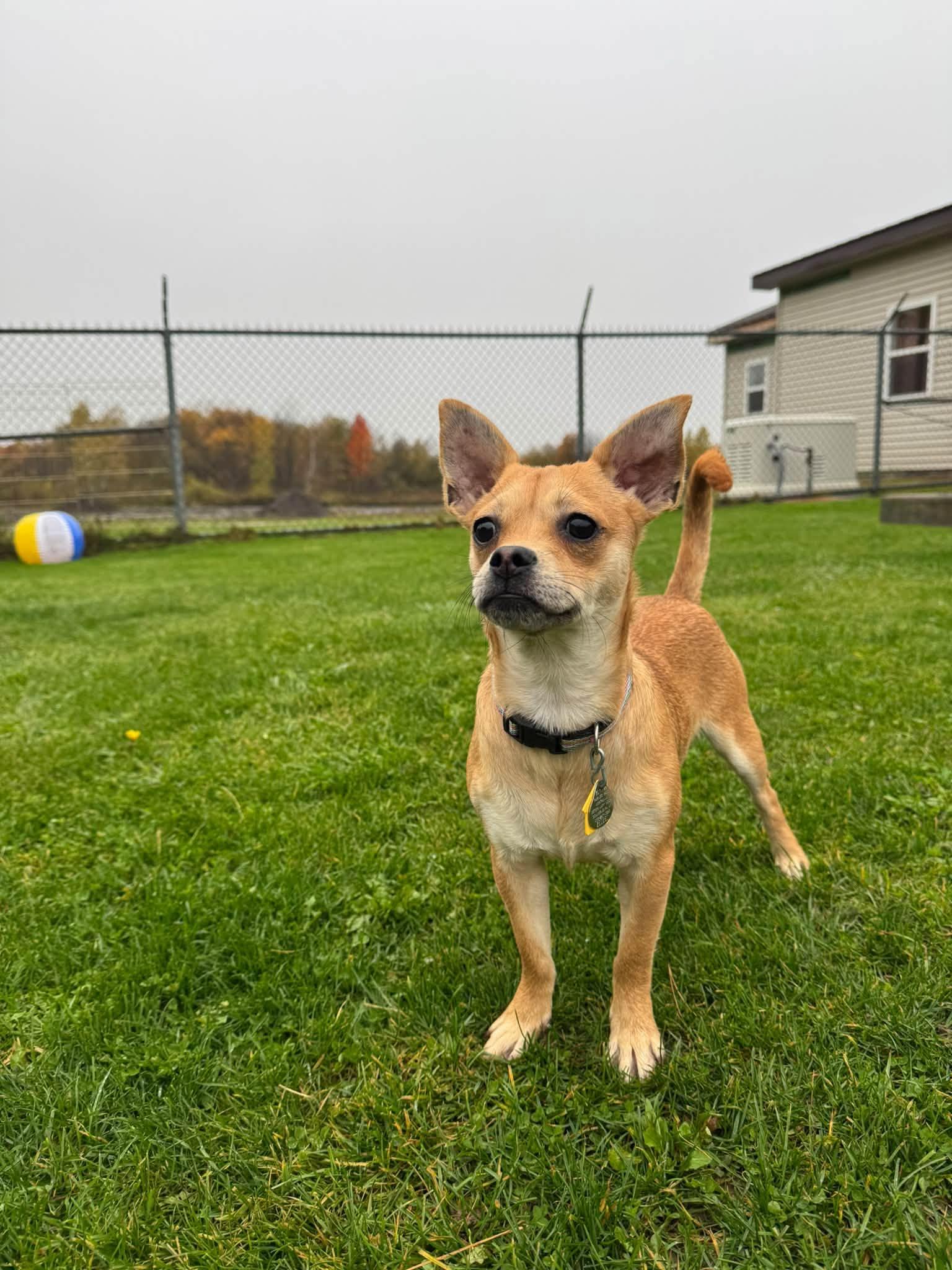 Enlarge Dana, a Adoptable mixed breed in Gouverneur, NY image 2/2