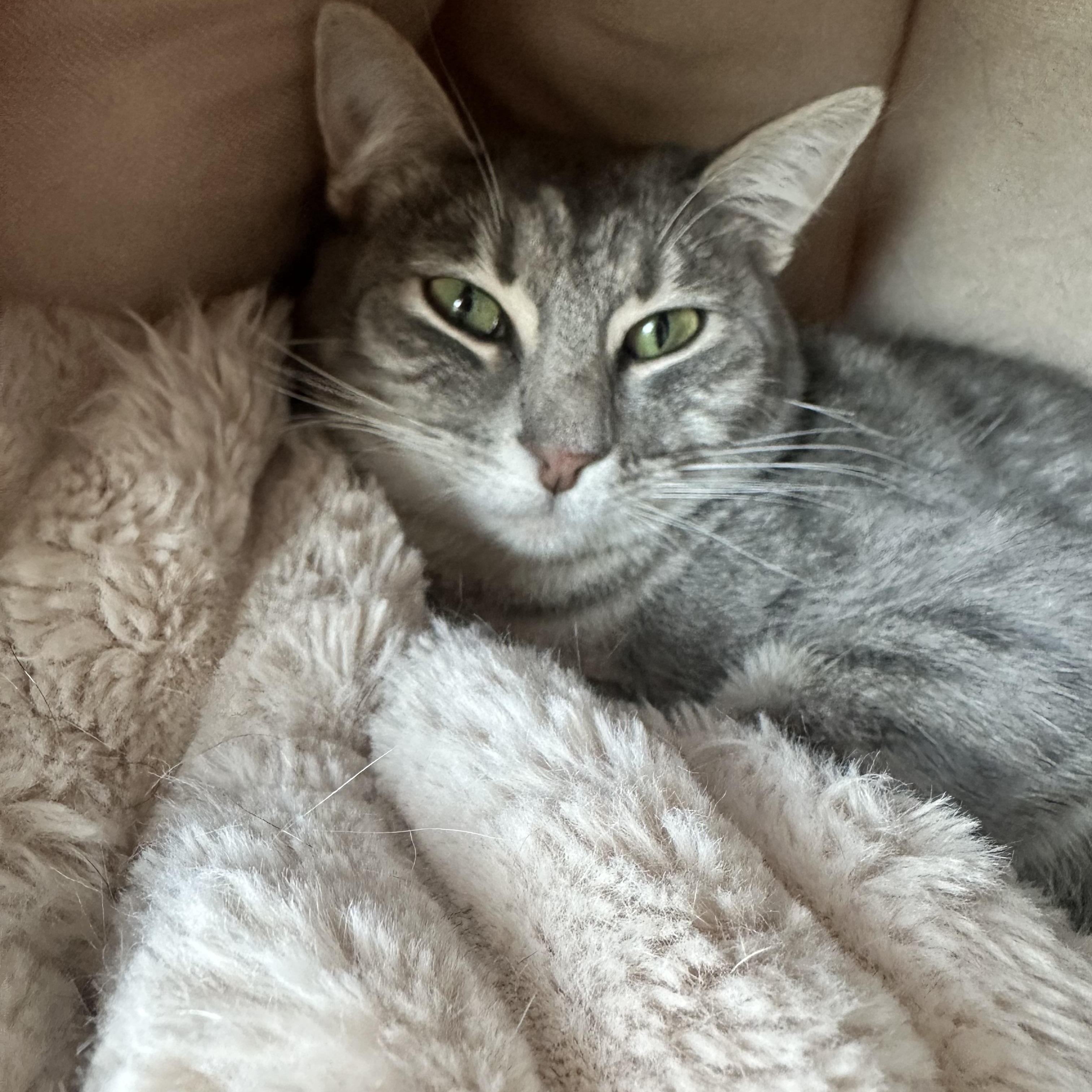 Carli, Adoptable, Young Female Domestic Short Hair.