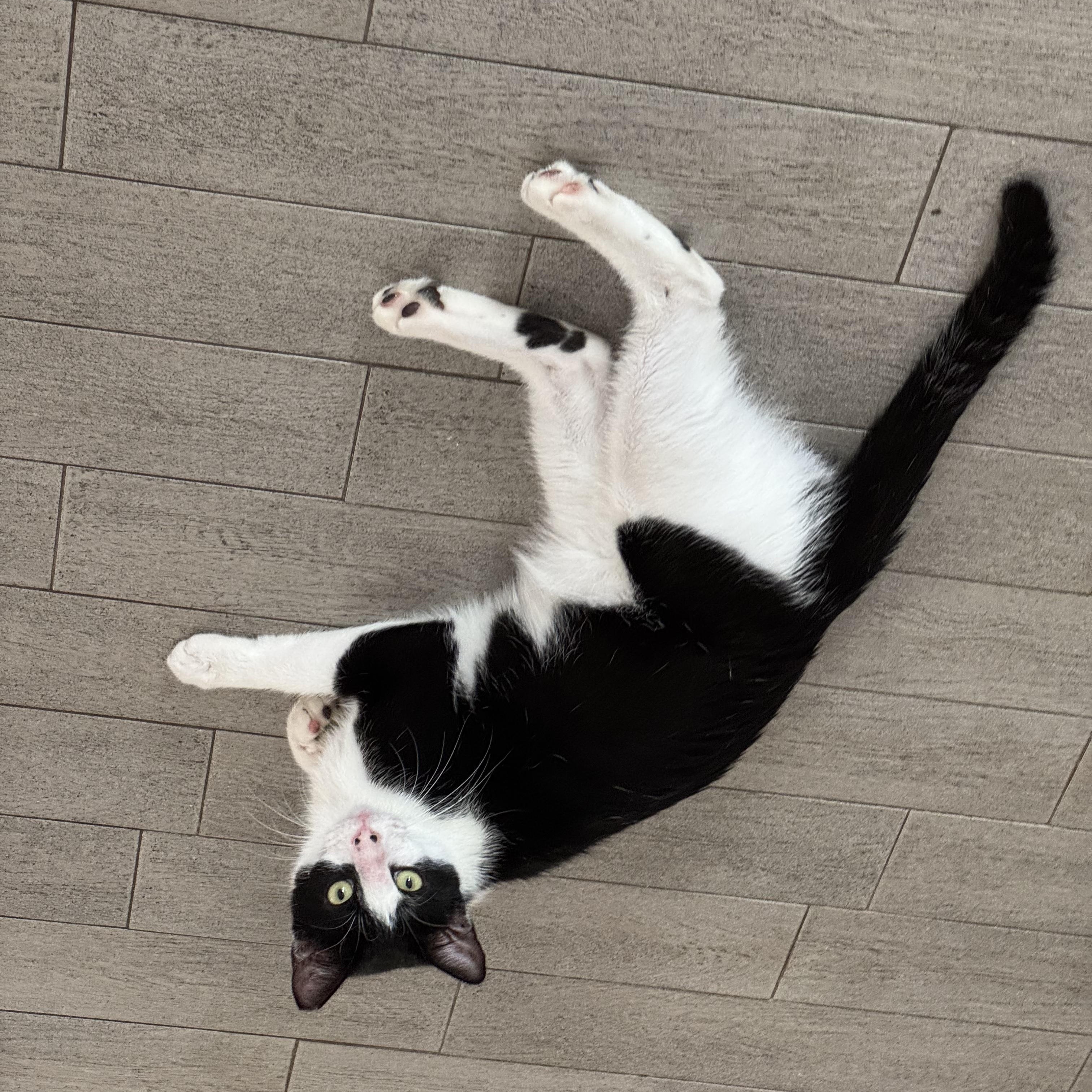 Enlarge Mikey, a Adoptable Tuxedo in Hartford, CT image 4/6