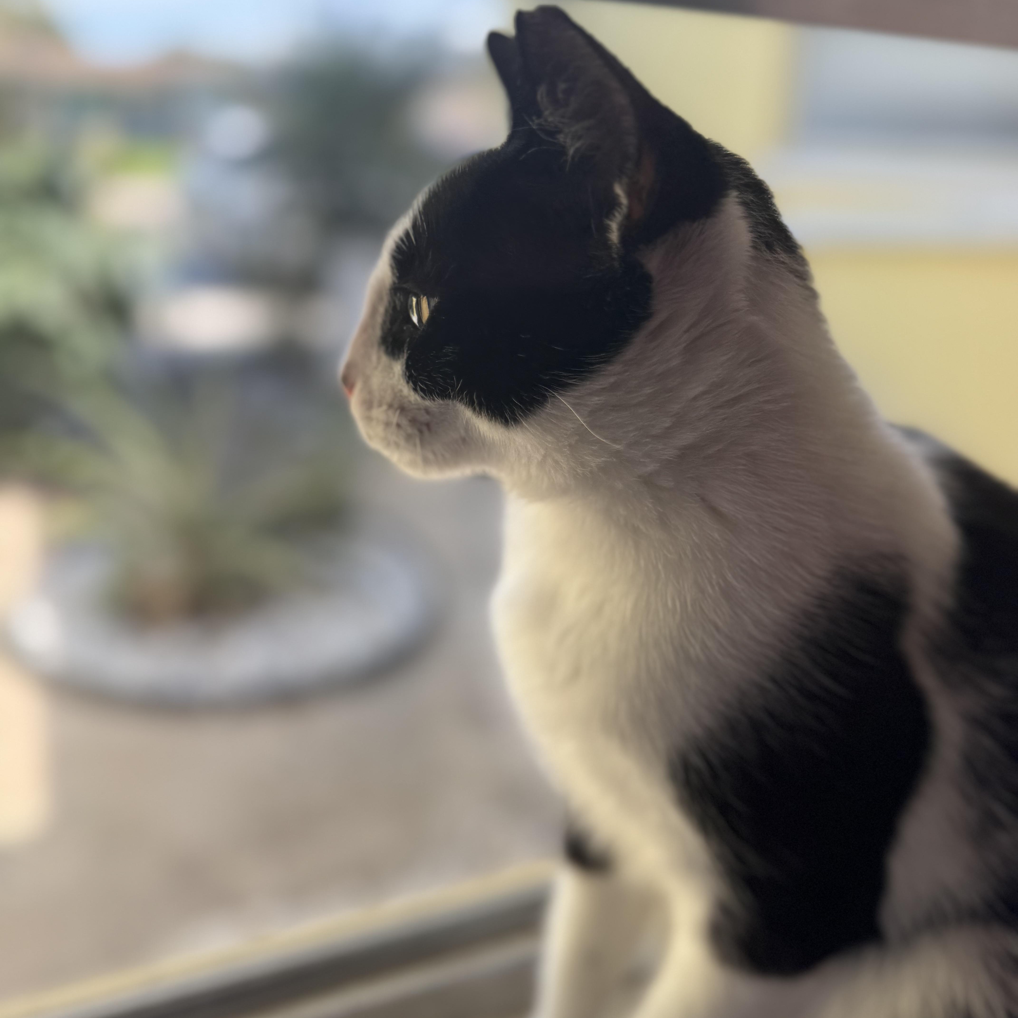 Enlarge Mikey, a Adoptable Tuxedo in Hartford, CT image 3/6