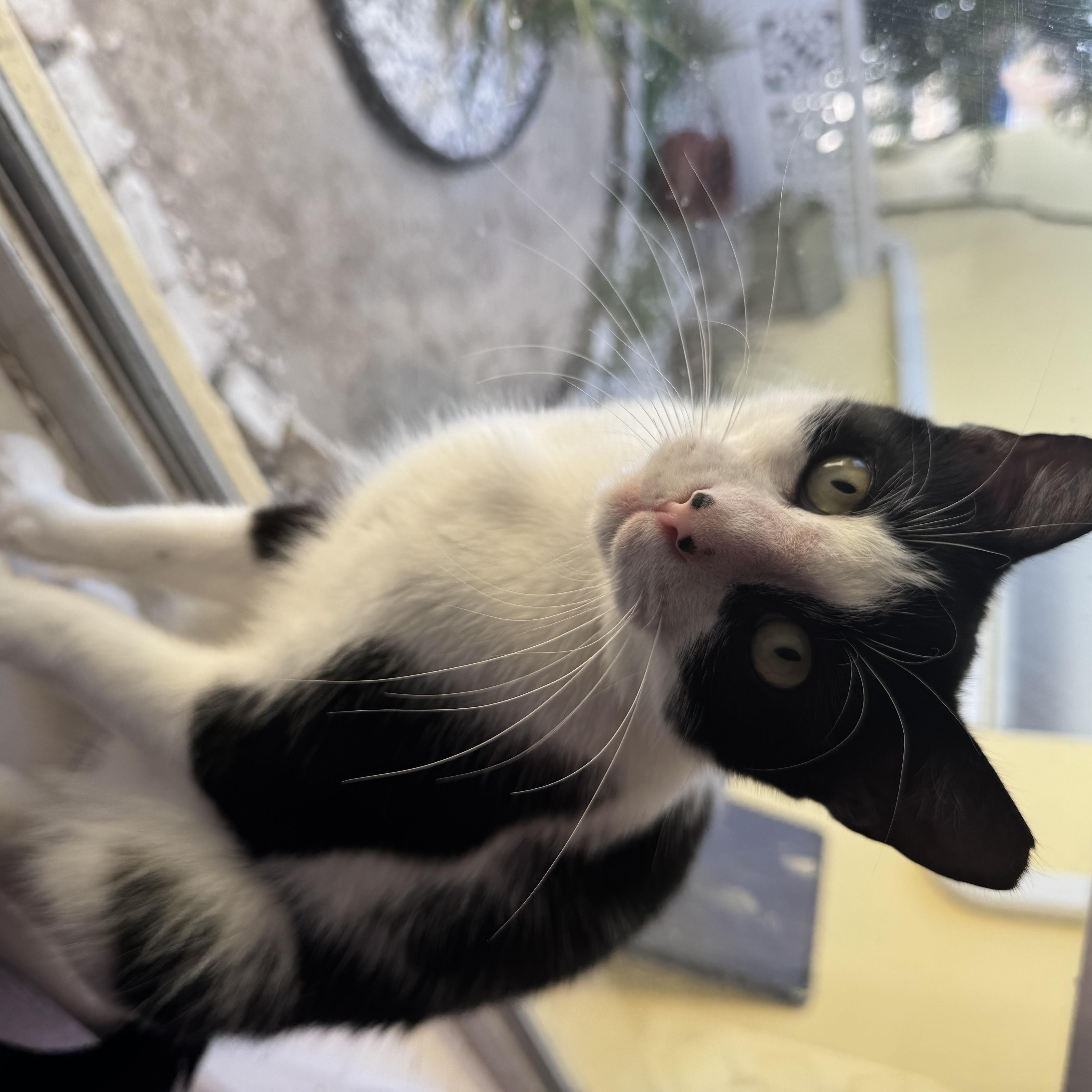 Enlarge Mikey, a Adoptable Tuxedo in Hartford, CT image 5/6