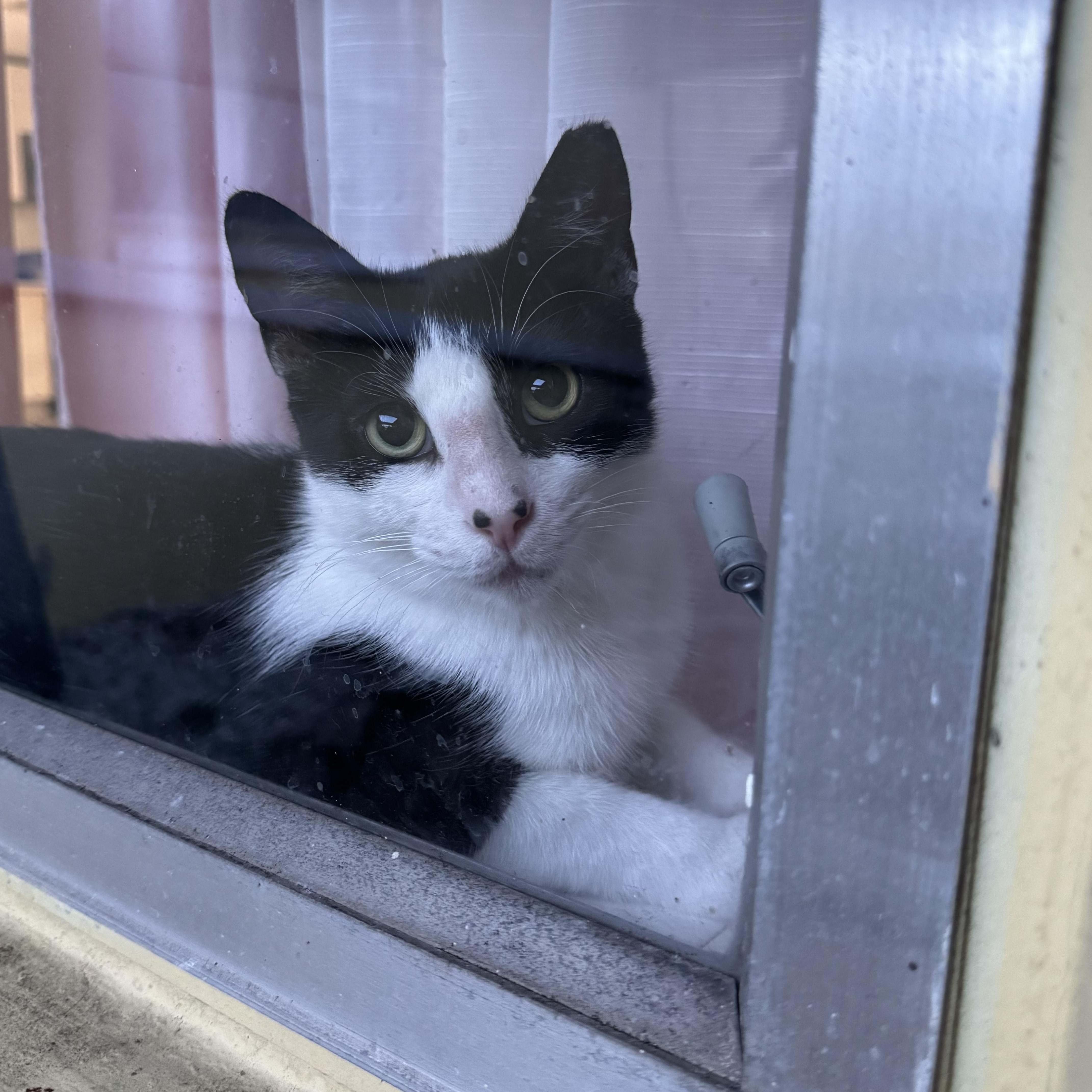 Enlarge Mikey, a Adoptable Tuxedo in Hartford, CT image 1/6