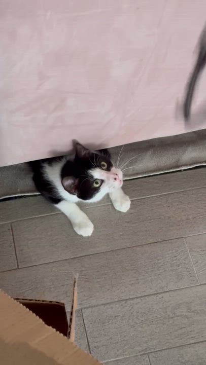 Enlarge Mikey, a Adoptable Tuxedo in Hartford, CT video 6/6