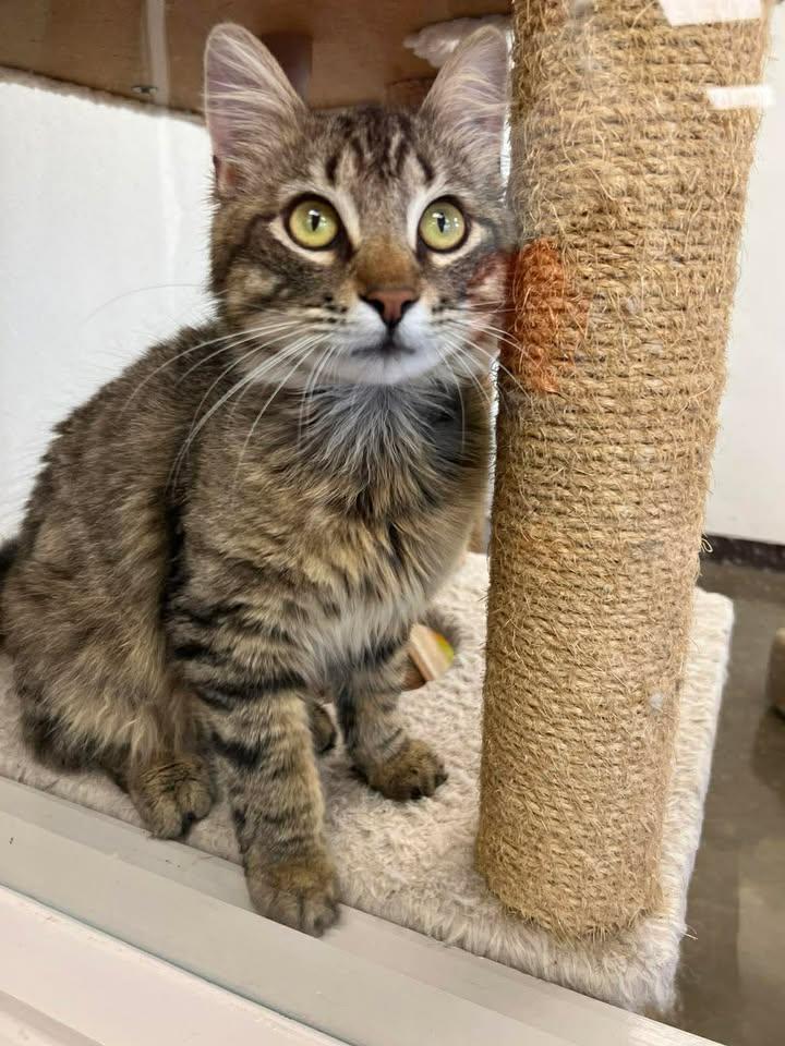 Enlarge Raj, an adopted Domestic Long Hair in Port Lavaca, TX image 1/5