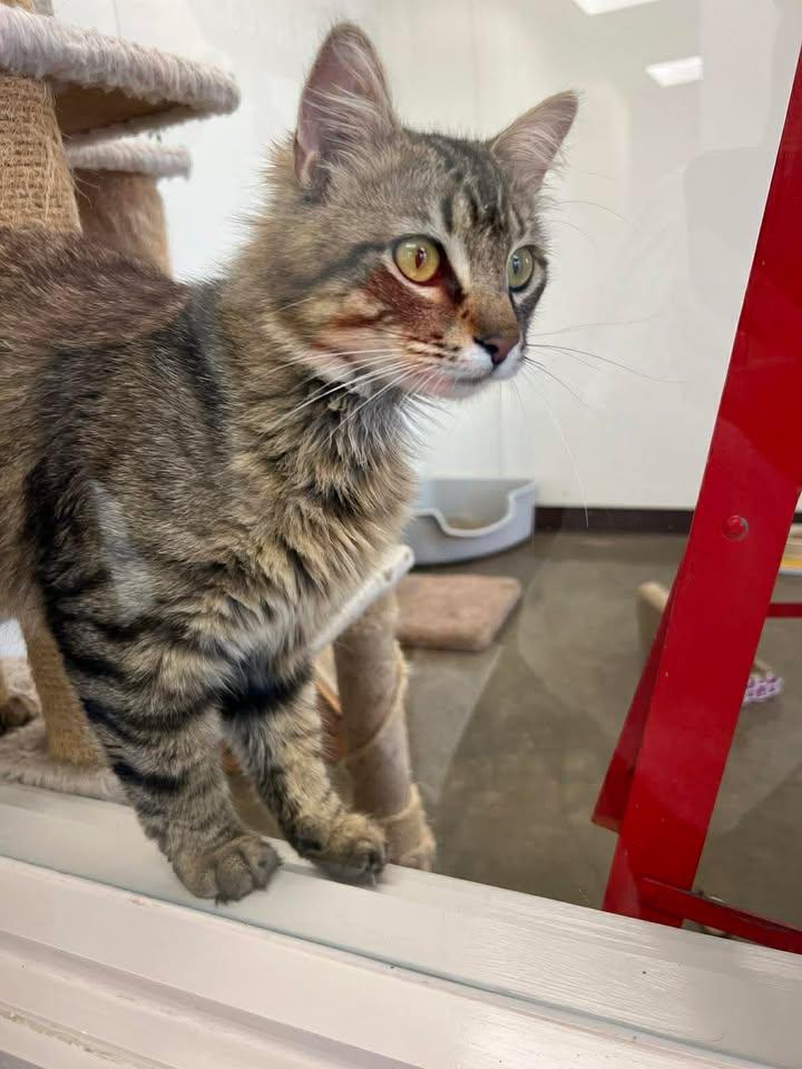 Enlarge Raj, an adopted Domestic Long Hair in Port Lavaca, TX image 5/5