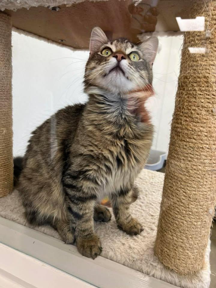 Enlarge Raj, an adopted Domestic Long Hair in Port Lavaca, TX image 4/5