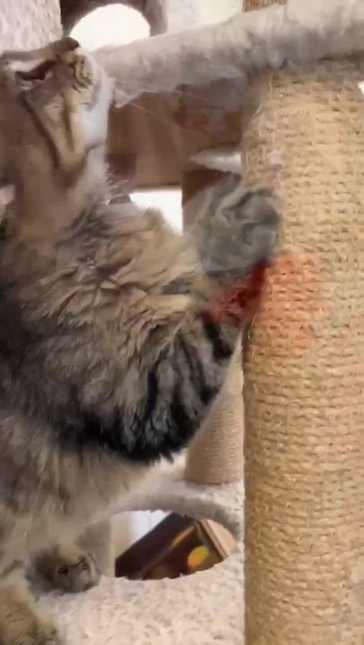 Enlarge Raj, an adopted Domestic Long Hair in Port Lavaca, TX video 3/5