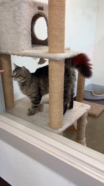 Enlarge Raj, an adopted Domestic Long Hair in Port Lavaca, TX video 2/5